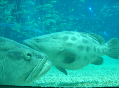 groupers.jpg