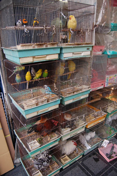  Store on Unfortunately Pet Stores Like This Seem To Be Pretty Successful There