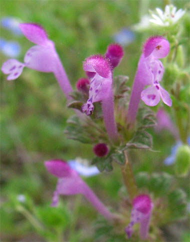 purplewildfuzzyflowers.JPG