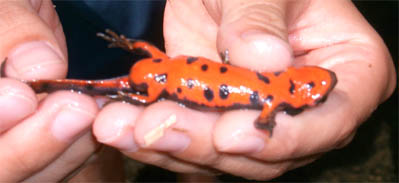 salamander2.jpg