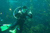 kelpforestdiv.JPG