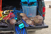 ueabalone03.JPG