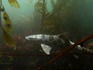 loverspointsharks008.JPG