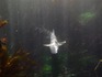 loverspointsharks010.JPG