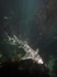 loverspointsharks011.JPG