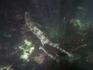 loverspointsharks012.JPG