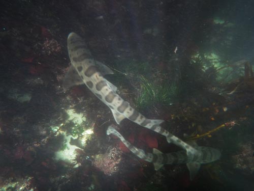 loverspointsharks012.JPG