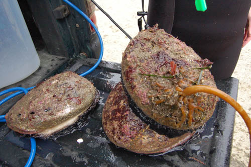 ueabalone01.JPG