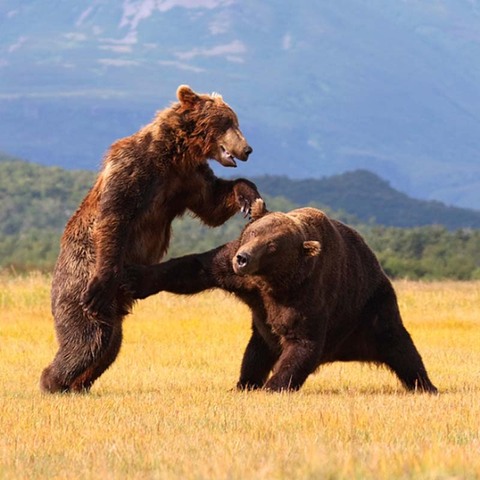 bears-fight-dirty.jpg