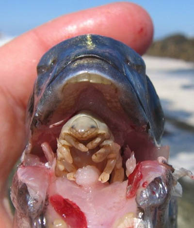 Fish-Tongue-Parasite-01.jpg