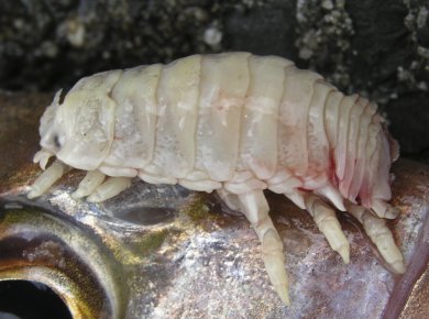 Fish-Tongue-Parasite-02.jpg