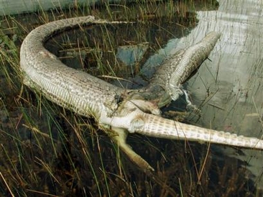 gator-python.jpg