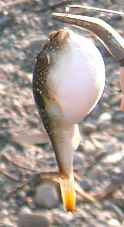pufferfish.jpg